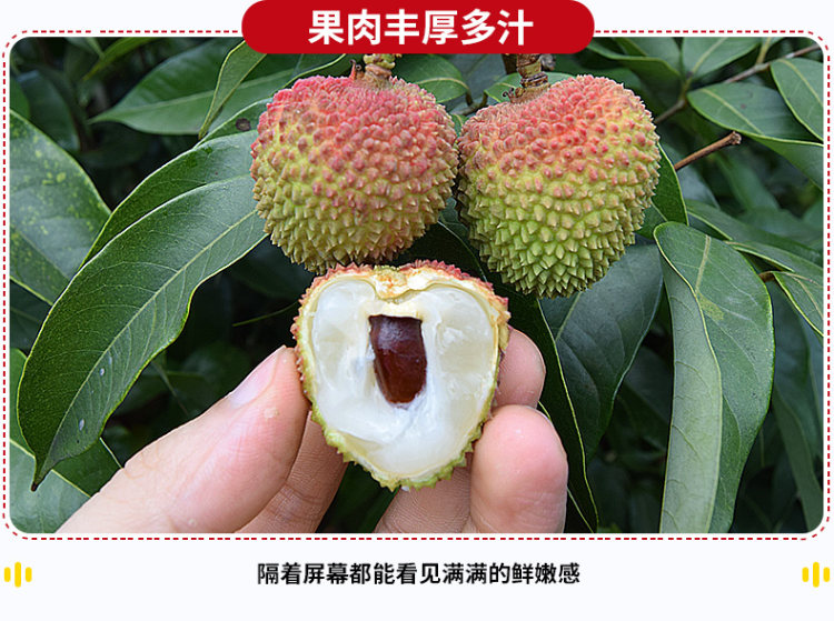 预售 广东茂名 妃子笑荔枝 5斤装 图5
