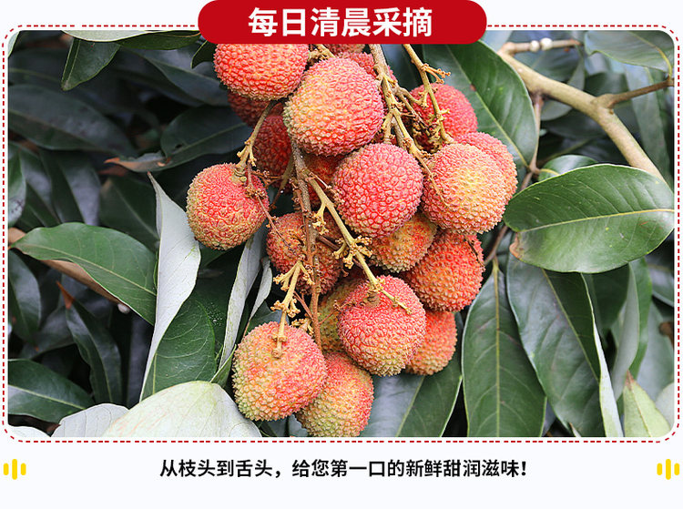 预售 广东茂名 妃子笑荔枝 5斤装 图3