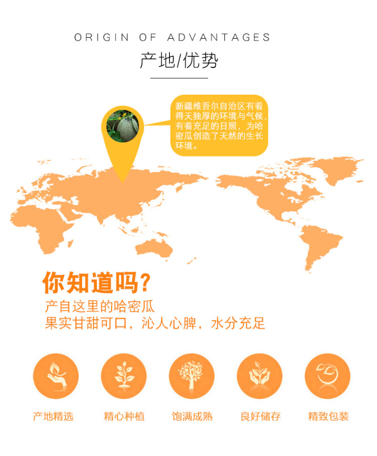 新疆吐鲁番原产 西州哈蜜瓜含箱10斤 图4