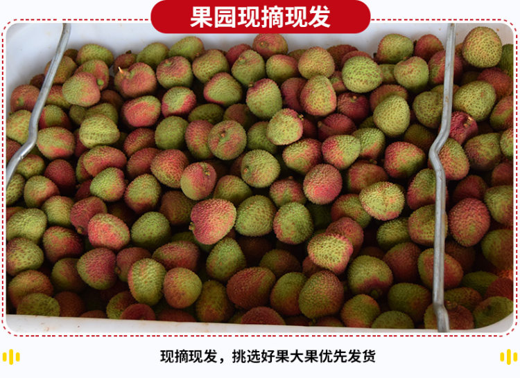 预售 广东茂名 妃子笑荔枝 5斤装 图6