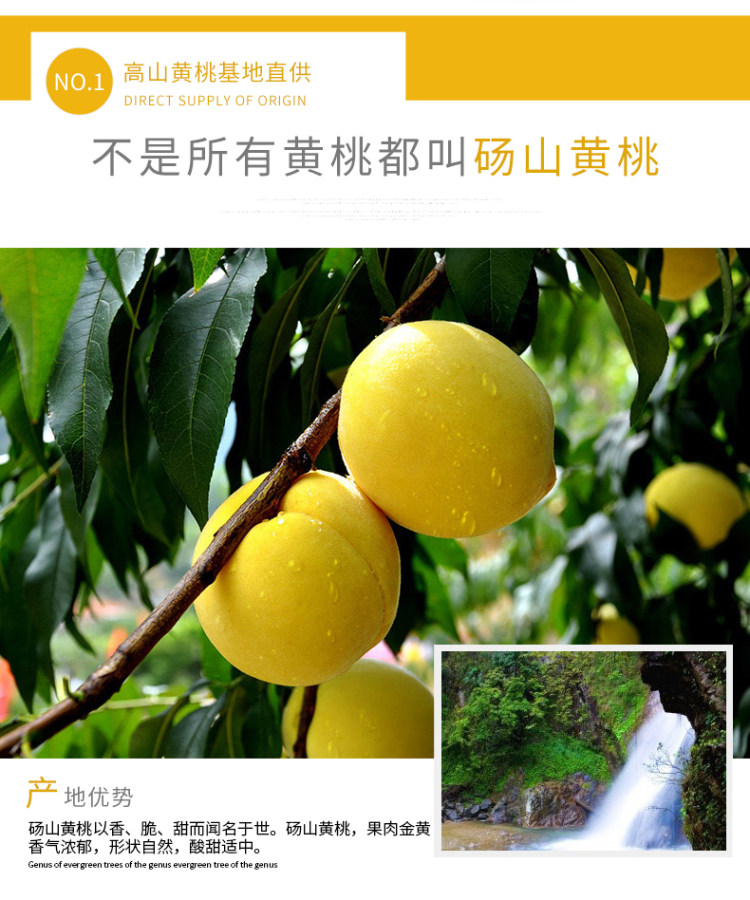 信钻 黄砀山脆甜黄桃罐头 256g*6瓶 图2