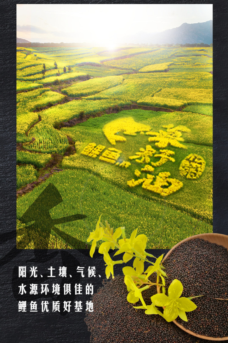 鲤鱼牌 原香菜籽油400ML*12瓶 图3