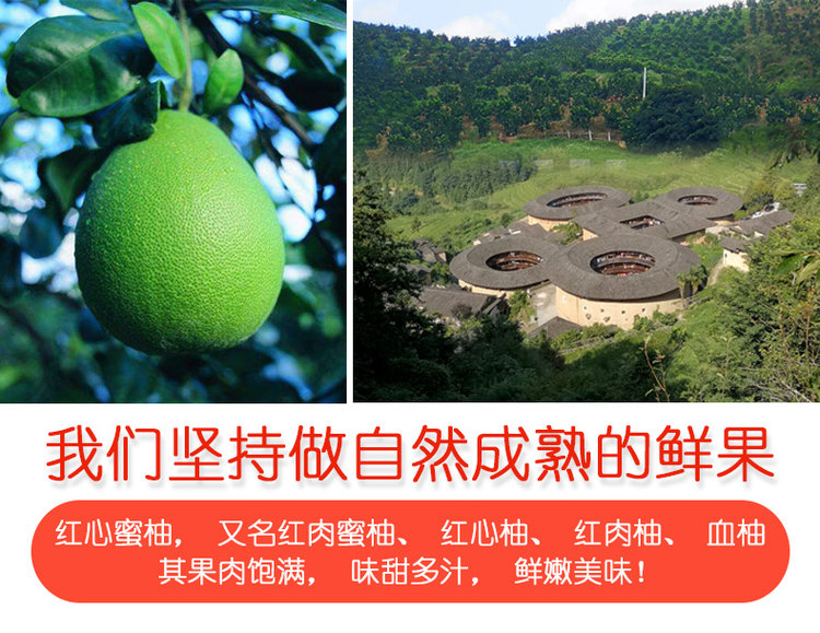 储山福建平和红蜜柚2.5斤现摘 图3