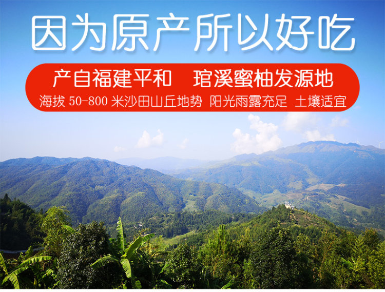 储山福建平和红蜜柚2.5斤现摘 图2