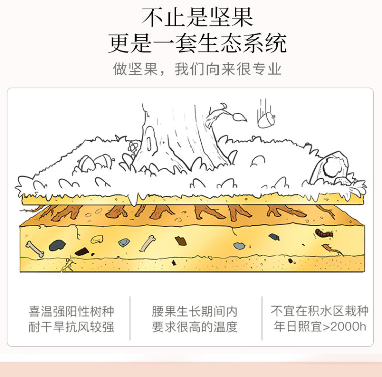 带皮大腰果 250g精美罐装 图7
