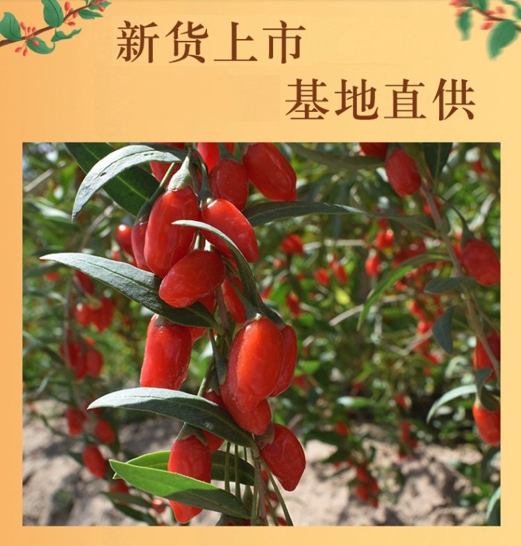 苏弥山 青海有机红枸杞 500g 新货特优级大果 图1