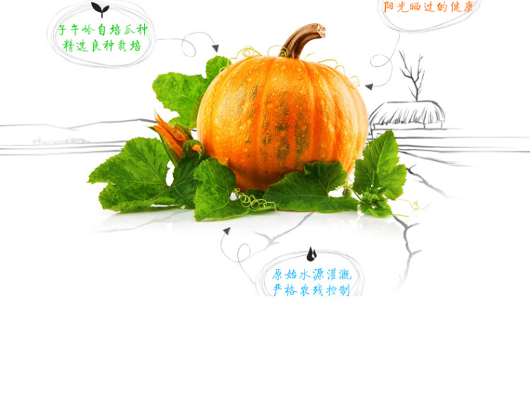 南瓜子仁原香味即食南瓜新货烘炒 半斤 图10