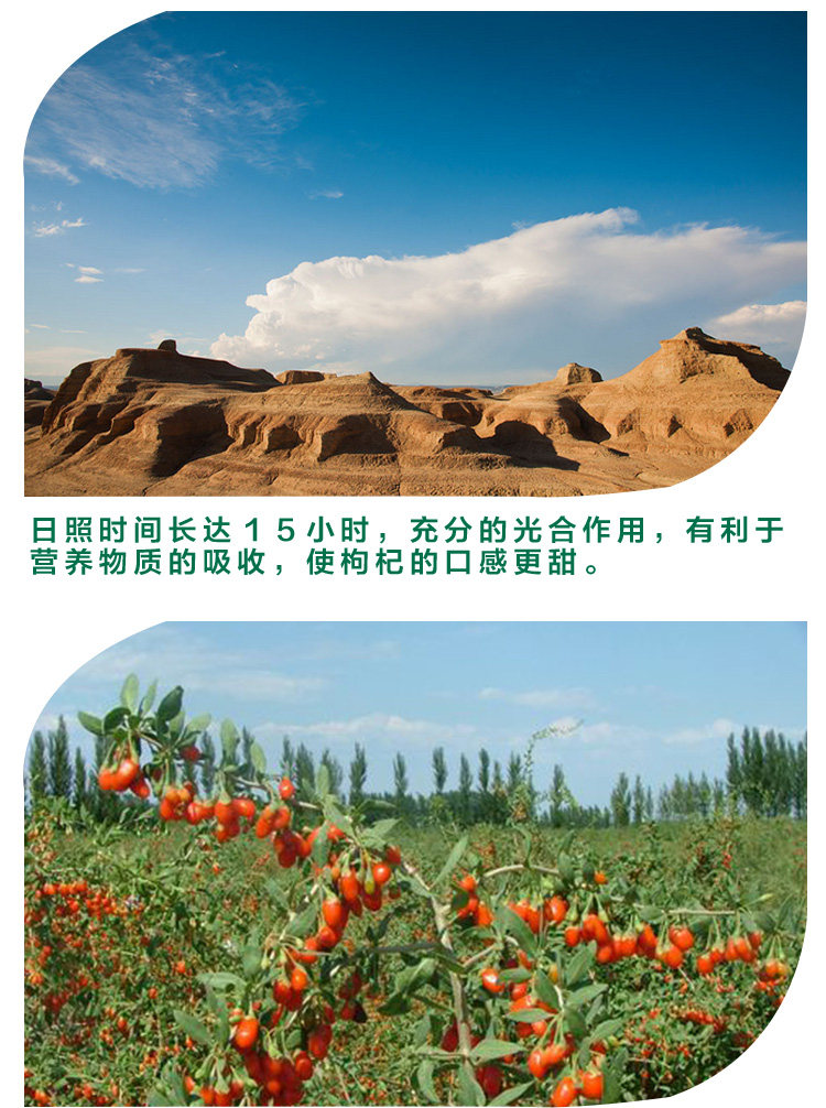 以稀 获绿色农产品认证的新疆精河枸杞 特优中号 500g 图3