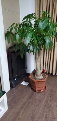 小米生态链 金史密斯 R1 可折叠静音智能走步机 脚感+遥控+APP三种控制 图5