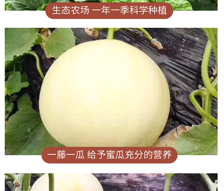 壹农壹果 阎良甜瓜5斤 图11