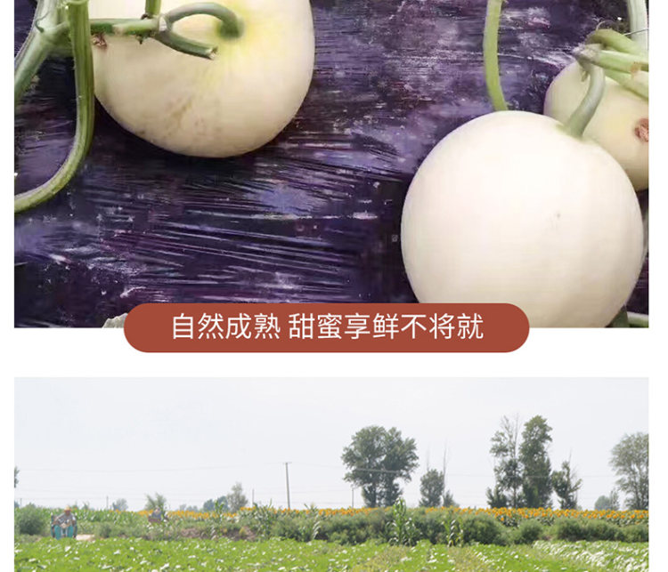 壹农壹果 阎良甜瓜5斤 图12