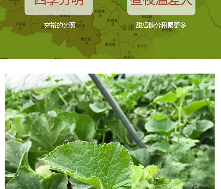 壹农壹果 阎良甜瓜5斤 图10