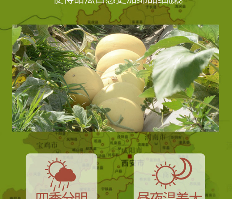 壹农壹果 阎良甜瓜5斤 图9