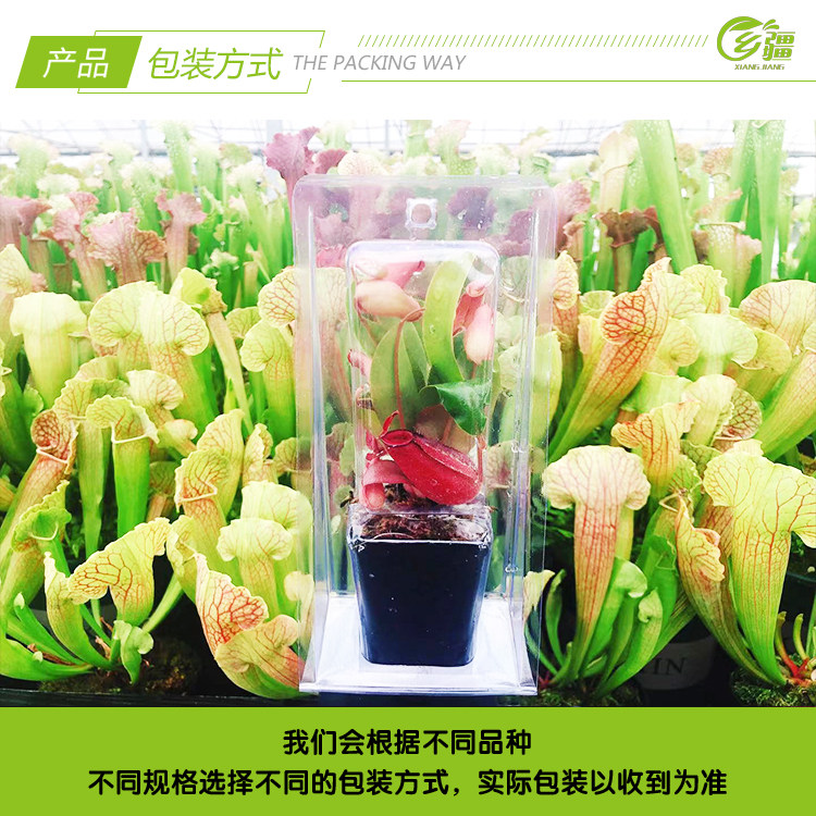乡疆 猪笼草 品种随机 小苗 带盆栽好 图4