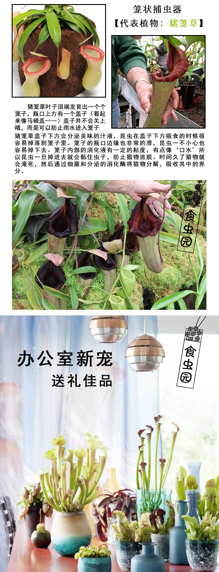 乡疆 猪笼草 品种随机 小苗 带盆栽好 图1