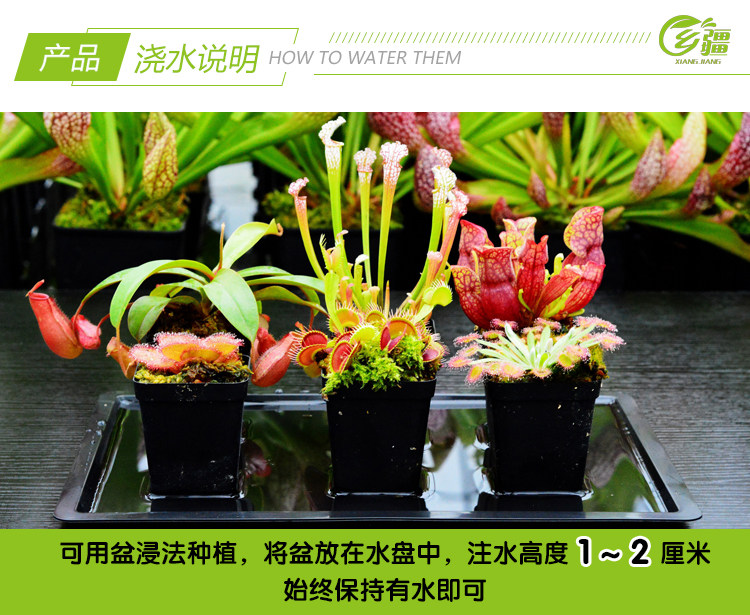 乡疆 猪笼草 品种随机 小苗 带盆栽好 图5