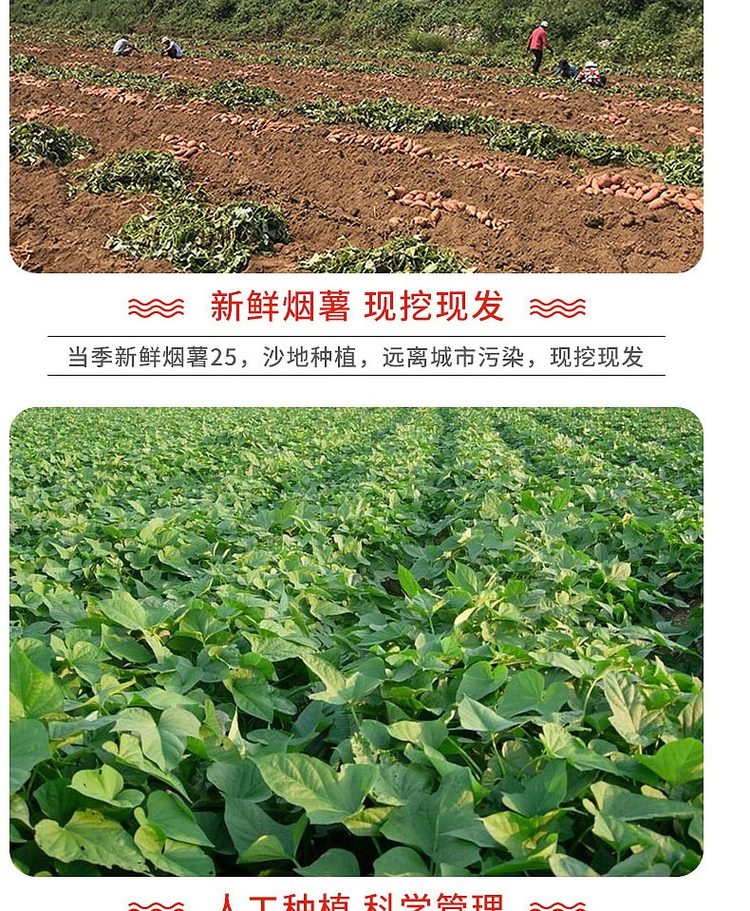 瓜果蒂岱 六鳌沙地板栗红心蜜薯 大果5斤 图4