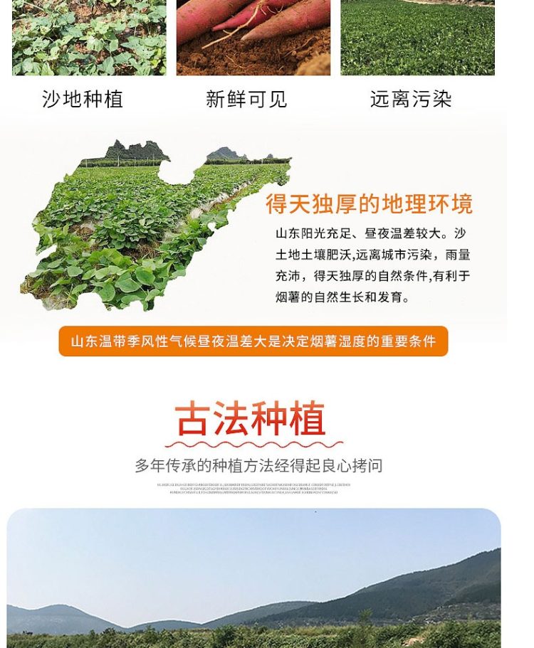 瓜果蒂岱 六鳌沙地板栗红心蜜薯 大果5斤 图3