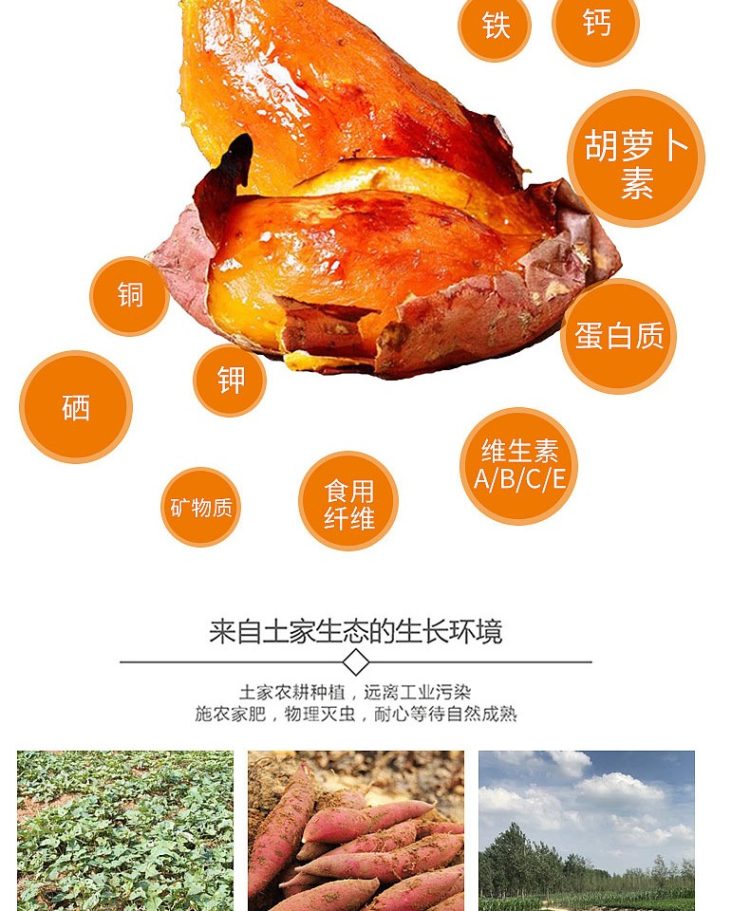 瓜果蒂岱 六鳌沙地板栗红心蜜薯 大果5斤 图2