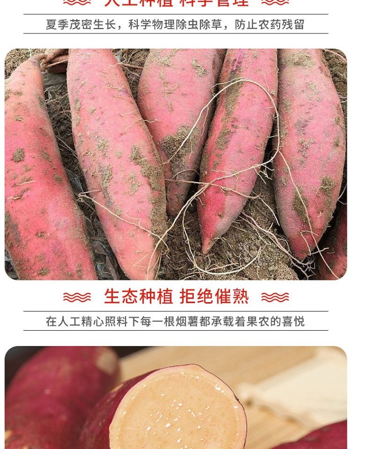 瓜果蒂岱 六鳌沙地板栗红心蜜薯 大果5斤 图5