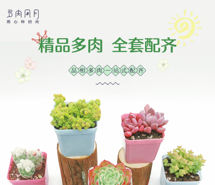 多肉植物组合盆栽 10颗 图3