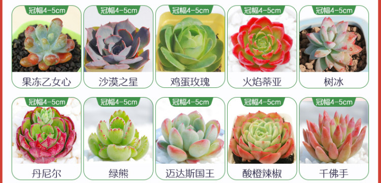 多肉植物组合盆栽 10颗 图9