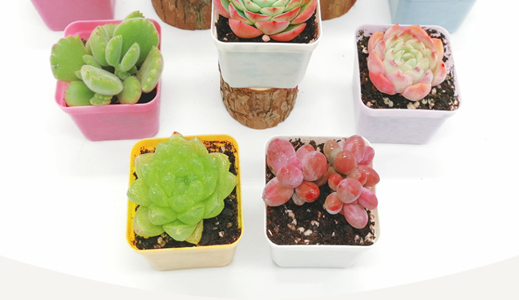 多肉植物组合盆栽 10颗 图4