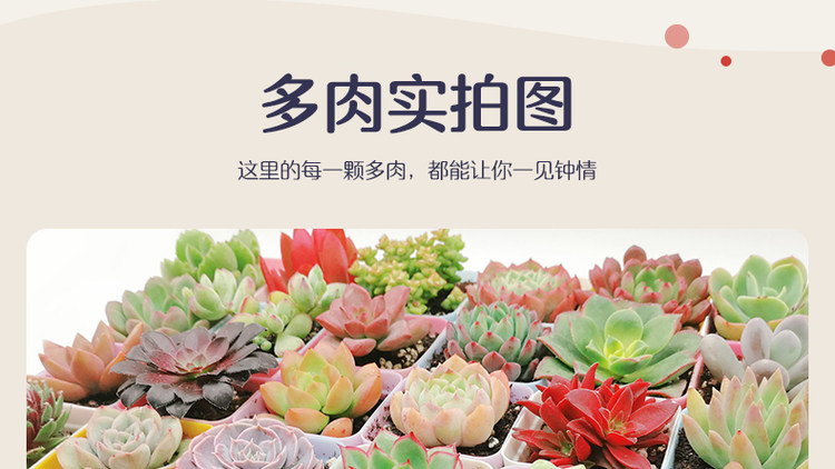 多肉植物组合盆栽 10颗 图16