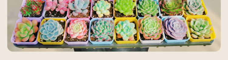 多肉植物组合盆栽 10颗 图26