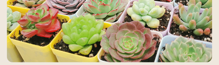 多肉植物组合盆栽 10颗 图17