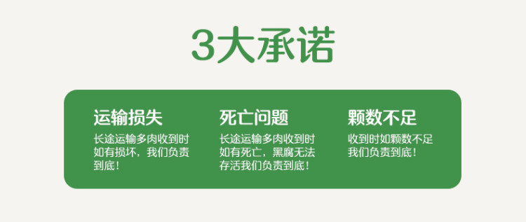 多肉植物组合盆栽 10颗 图5