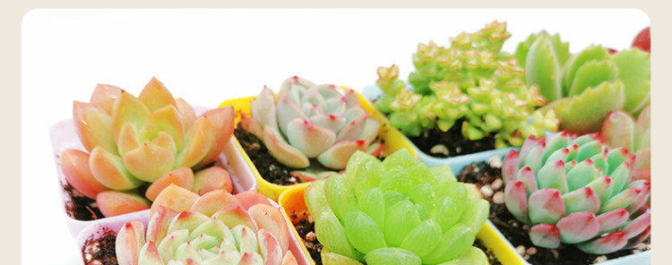多肉植物组合盆栽 10颗 图20