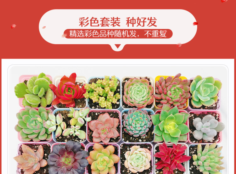 多肉植物组合盆栽 10颗 图11