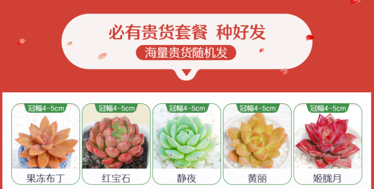多肉植物组合盆栽 10颗 图7