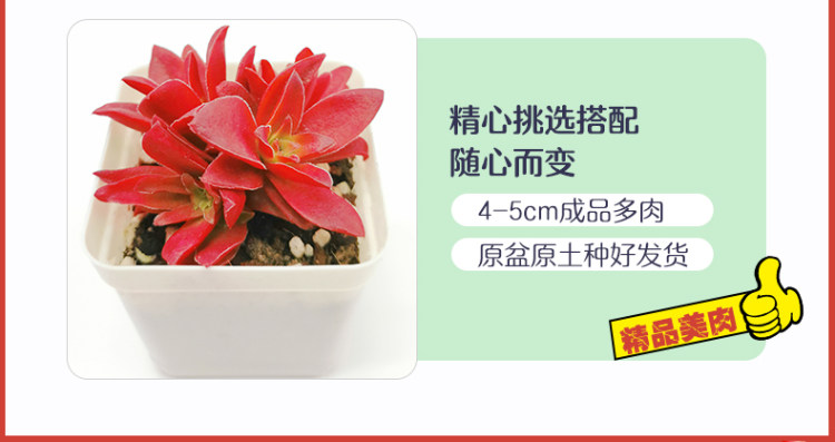 多肉植物组合盆栽 10颗 图13
