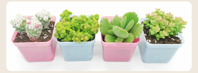 多肉植物组合盆栽 10颗 图24