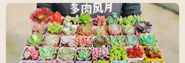 多肉植物组合盆栽 10颗 图25