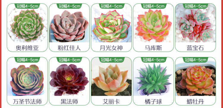 多肉植物组合盆栽 10颗 图8