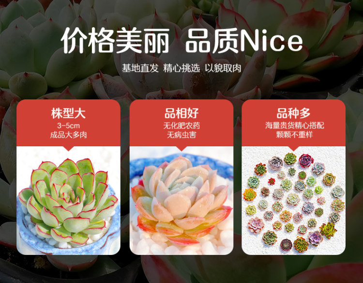 多肉植物组合盆栽 10颗 图6