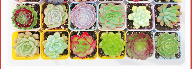 多肉植物组合盆栽 10颗 图12