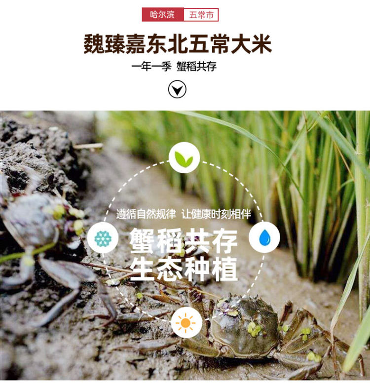 魏臻嘉 东北大米 蟹田米5斤 图4