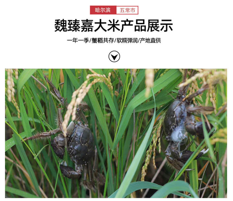魏臻嘉 东北大米 蟹田米5斤 图5