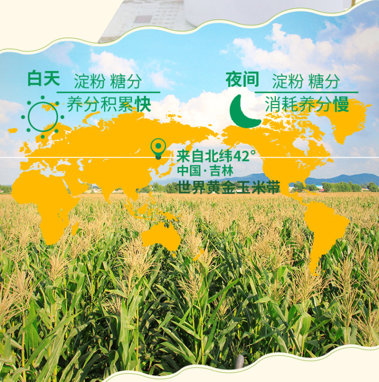 无添加东北甜糯玉米真空10支装 图4