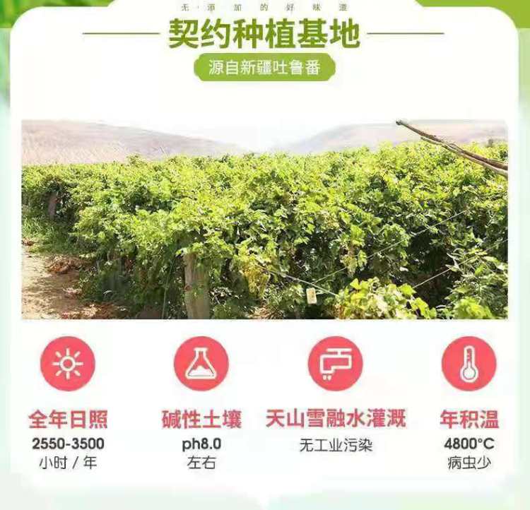 无核新疆吐鲁番葡萄干 500克 图1