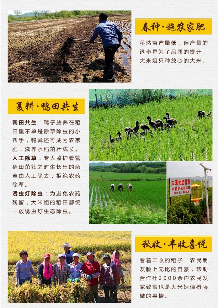 大米姐 秋田小町大米 寿司米 10斤 一年一季 图10