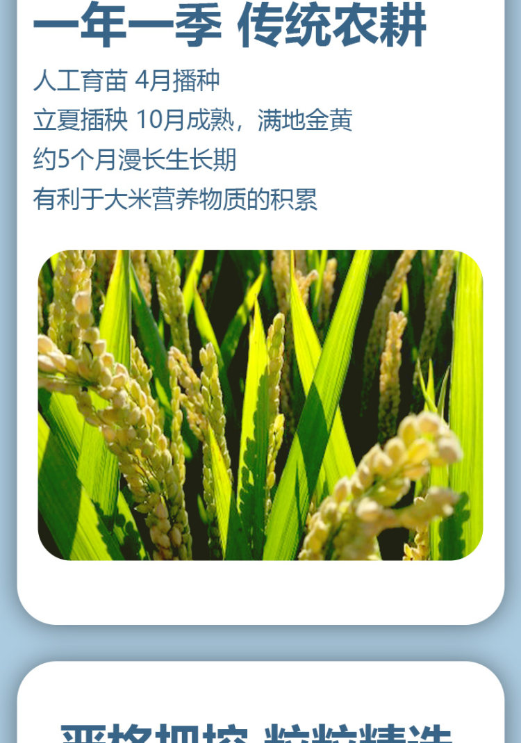 燕迎春 黑龙江寒地长粒香东北大米5斤 图5