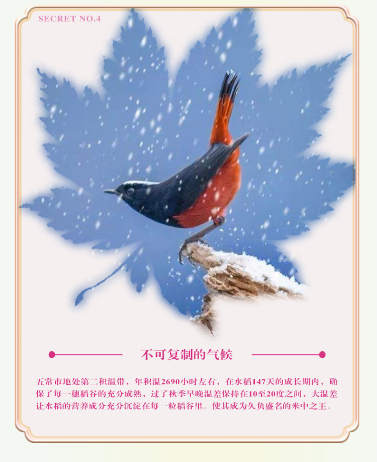 五常长粒香 大米5kg 图9