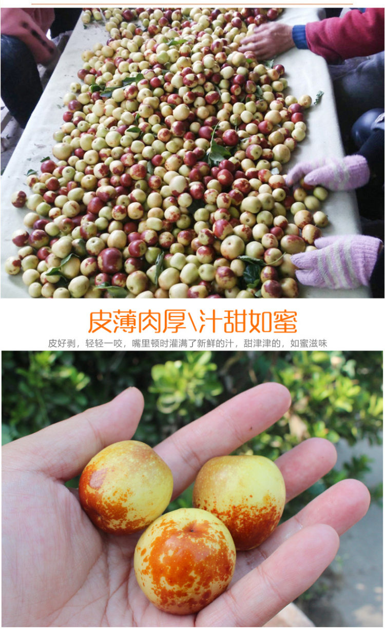 脆甜冬枣3斤礼盒装 图3