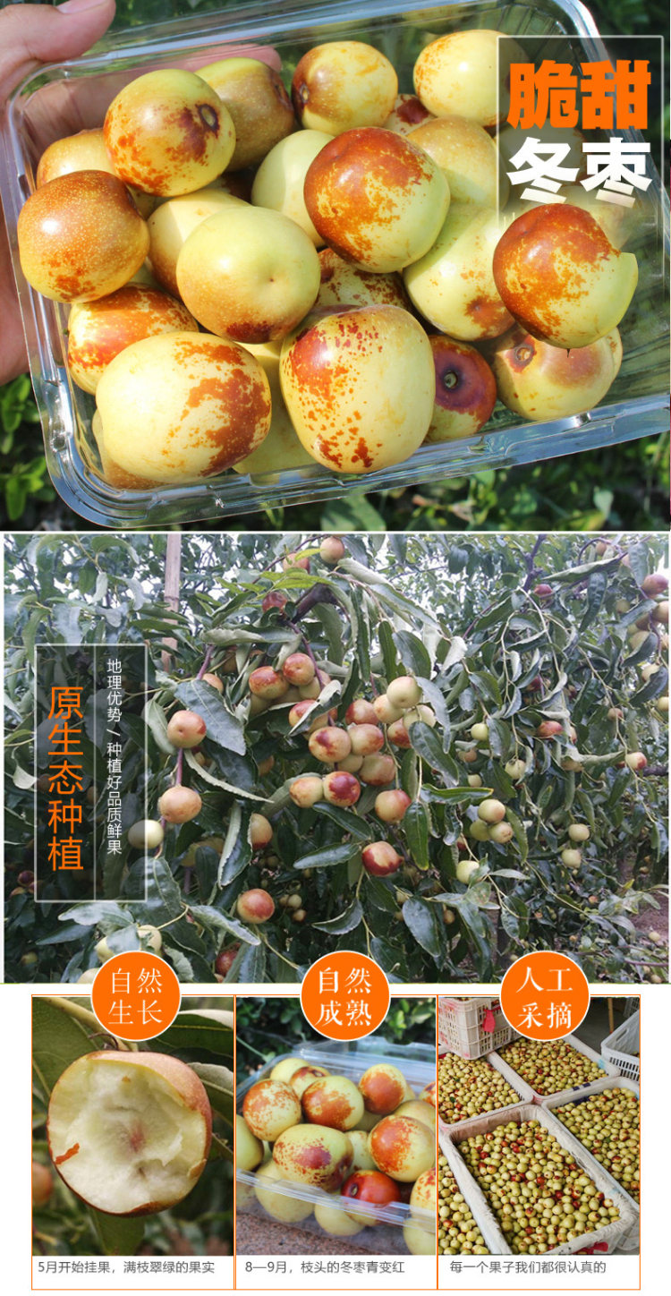 脆甜冬枣3斤礼盒装 图2
