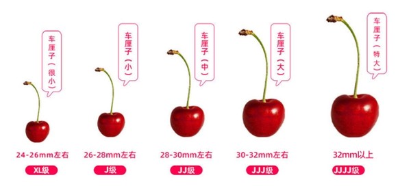  智利进口车厘子 10斤 3J级大果 果径约30-32mm